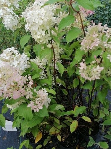 Hortensja bukietowa Grandiflora-Hydrangea paniculata na Arena.pl