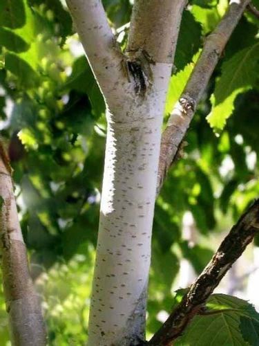 Brzoza wielopienna doorenbos 40-60cm P9 na Arena.pl