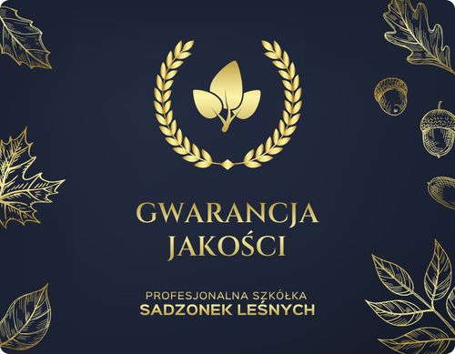 BRZOZA BRODAWKOWATA sadzonki 50-90 cm 100 sztuk na Arena.pl