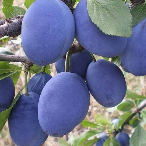 SADZONKI DRZEWKA OWOCOWE ŚLIWA TOPHIT PÓŹNA BARDZO DUŻA SOCZYSTA na Arena.pl