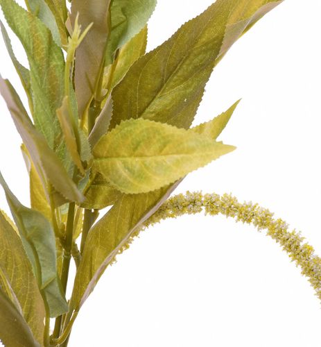 Amarantus zielony na Arena.pl