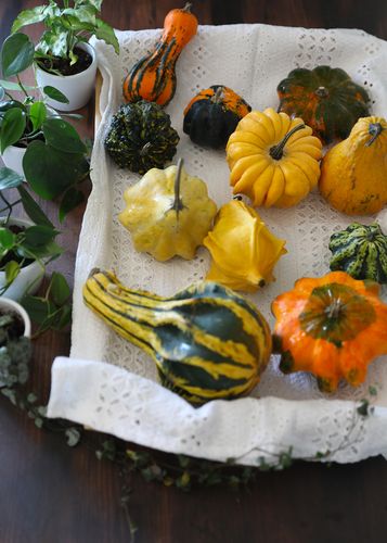 DYNIA OZDOBNA LITTLE INDIAN MIX 2G NASIONA MIX KOLORÓW I KSZTAŁTÓW DYNI na Arena.pl