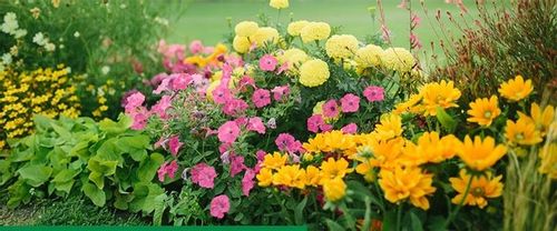 ROSAHUMUS 1kg nawóz organiczny kwasy humusowe POTAS POPRAWIA JAKOŚĆ GLEBY na Arena.pl