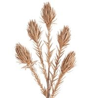 Sztuczna trawa pampasowa FLORE różowe złoto x6