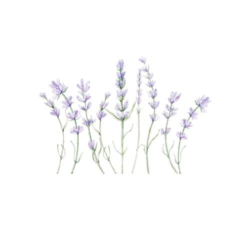 Naklejka Lawenda DK387 na Arena.pl