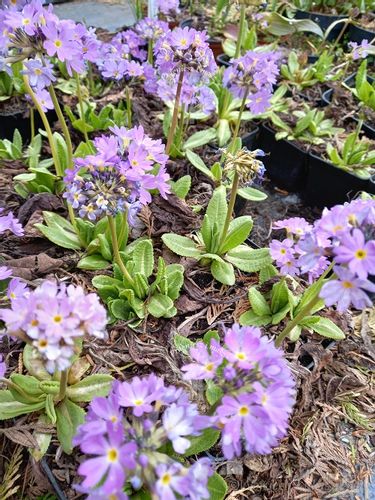 Pierwiosnek ząbkowany sadzonka bylina rabaty na Arena.pl