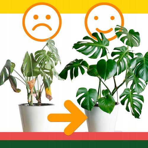 Musa Dwarf 'Cavendish' Bananowiec - EGZOTYCZNY BANAN W DOMU - Duże Liście na Arena.pl