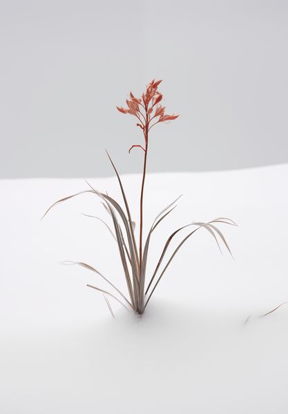 Plakat 68x98cm Subtelność Natury zdjęcie 1