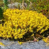 Rozchodnik ostry (Sedum acre) żółty złoty dywan, skalniak Doniczka 0.5L