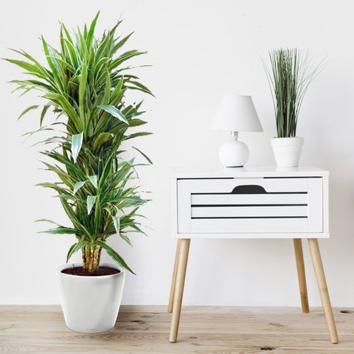 DRACENA WARNECKI 110 cm na Arena.pl