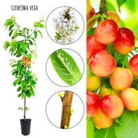 Czereśnia Vega jędrne deserowe smaczne owoce 100-150 cm