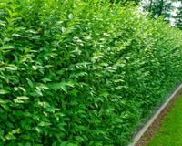 Ligustr pospolity Atrovirens 50-80 cm - idealny na gęsty żywopłot