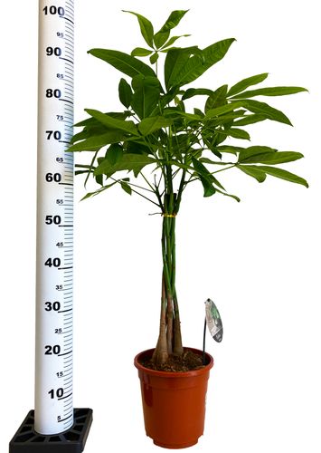 PACHIRA WODNA 85 cm na Arena.pl