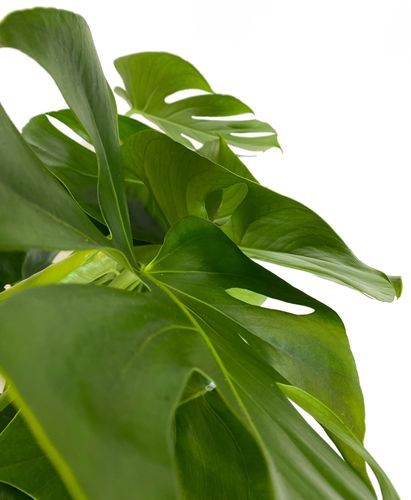 MONSTERA DZIURAWA DELICIOSA 80cm na Arena.pl