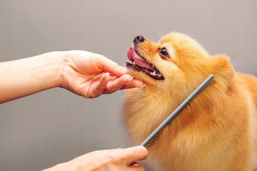 Profesjonalne Nożyczki do Strzyżenia Psów Kotów Czarne Zestaw Etui Grzebień na Arena.pl