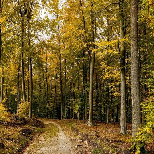 Deco Panel, Jesienne drzewa 90x60 na Arena.pl