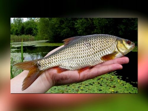 BAT MISTRALL ZINO COMPETITION POLE 6m / 10-30g na Arena.pl