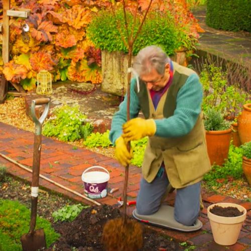 CZEREŚNIA KORDIA Ceniona za bardzo duże owoce o czarnym kolorze, max na Arena.pl