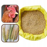 JĘCZMIEŃ dla kur gołębi ZIARNA Pasza Karma Suchy 20KG