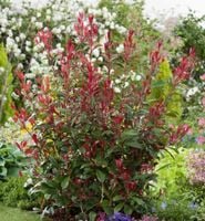 GŁOGOWNIK FRASERA Carre Rouge - sadzonki w doniczkach