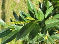 Laurowiśnia Herbergii 30-50cm sadzonki na ŻYWOPŁOT