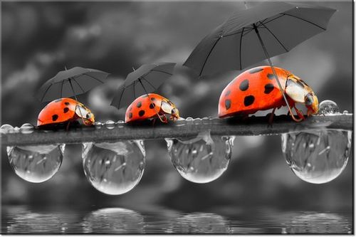 100 70CM OBRAZ PŁÓTNO SPACEREK PŁÓTNO RAMA na Arena.pl