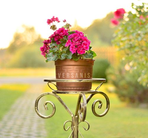 Kwietnik ozdobny pojedynczy na Arena.pl