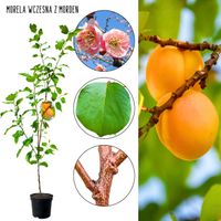 Morela Wczesna z Morden sadzonki do ogrodu 180-220 cm