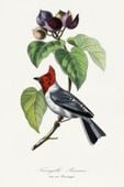 Plakat 61x91,5cm Zięba, Paul Gervais Vintage do Salonu