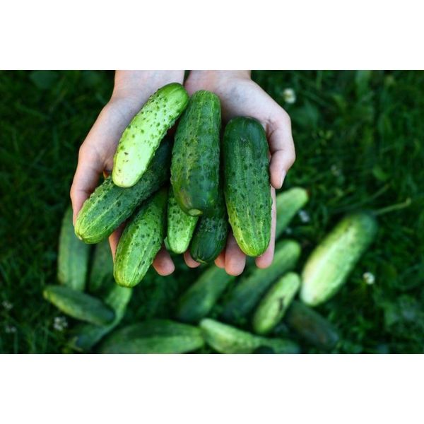 OGÓREK GRUNTOWY NASIONA OGÓRKA ŚREMSKI F1 WCZESNY ZIELONY ODPORNY 5G zdjęcie 6