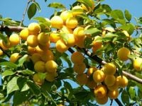 Śliwa MIRABELKA SMAK Z DZIECIŃSTWA stara odmiana MROZOODPORNA i plenna