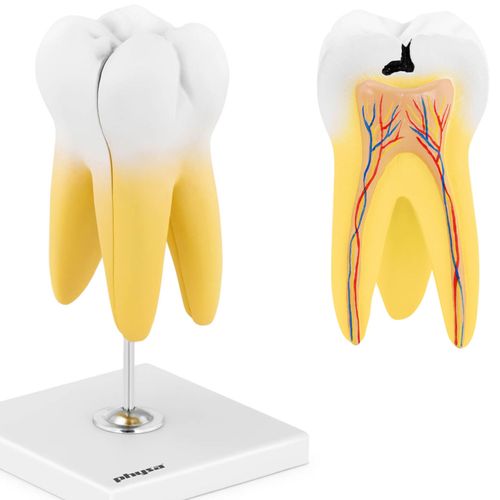 model anatomiczny 3d zęba trzonowego na Arena.pl