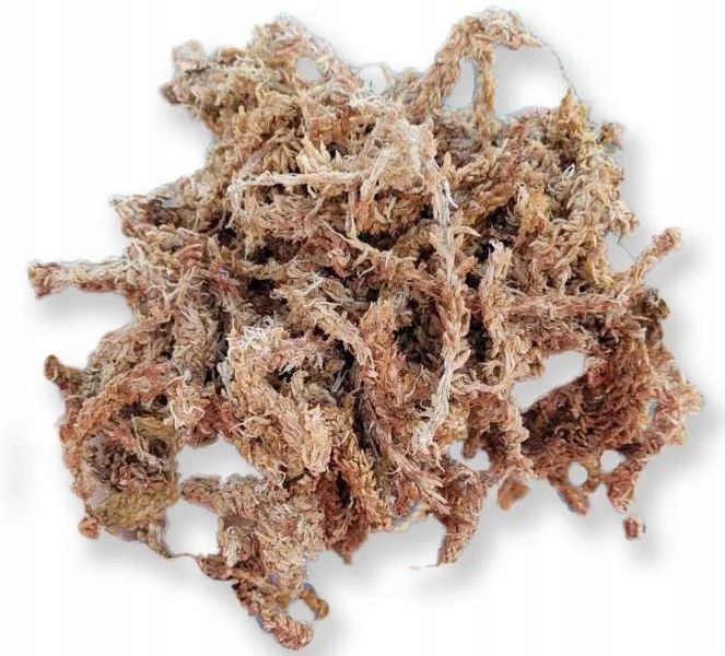 Mech Sphagnum Torfowiec Podłoże do Storczyków 250g zdjęcie 1