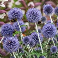 Przegorzan pospolity ECHINOPS RITRO Miododajny 450kg/ha Sadzonki P11