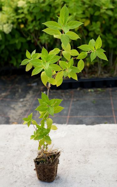 Hortensja Bukietowa MAGICAL MONT BLANC 10-20cm Kolorowe Kwiatostany zdjęcie 3