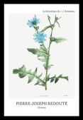 Plakat 20x30cm Design Chicory, Redoute Vintage do Salonu