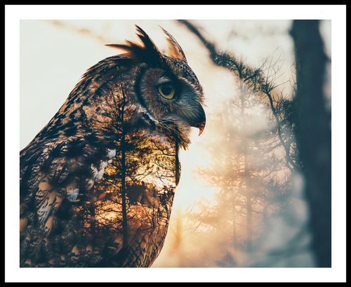 Plakat 76x60,5cm Sowi Duch na Arena.pl