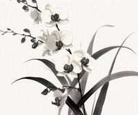 Plakat 60x50cm Orchidea