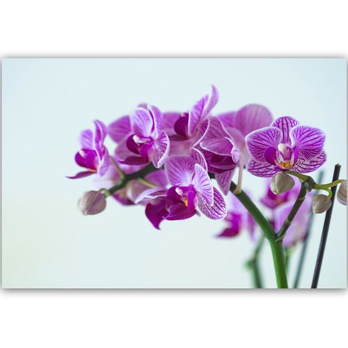 Deco Panel, Fioletowy storczyk 60x40 na Arena.pl