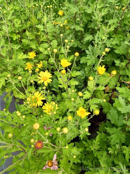 Złocień ogrodowy sadzonki do ogrodu zdjęcie 5