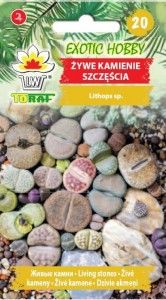 Żywe Kamienie Szczęścia na Arena.pl