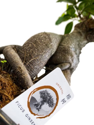 Bonsai Fikus Microcarpa GINSENG 55 cm na Arena.pl