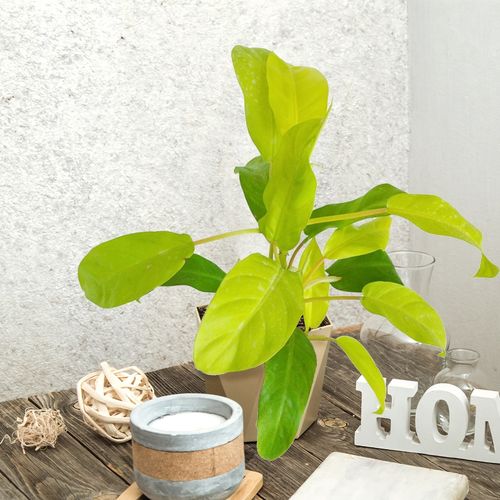 FILODENDRON MALEY GOLD  30cm na Arena.pl