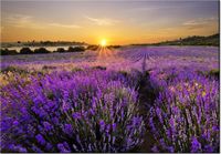 100 70CM OBRAZ PŁÓTNO POLE LAWENDY PŁÓTNO RAMA