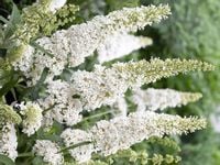 BUDLEJA White Profusion WABIK NA MOTYLE !!!!