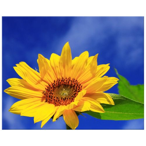 Obraz Płótno 50X40 Słonecznik na Arena.pl