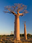 BAOBAB AFRYKAŃSKI Adansonia digitata - NASIONA 20 sztuk - 10g.