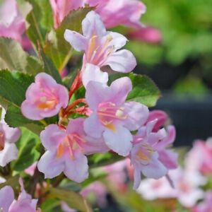 GK KRZEWUSZKA CUDOWNA WEIGELA FLORIDA 80-120 CM. zdjęcie 1