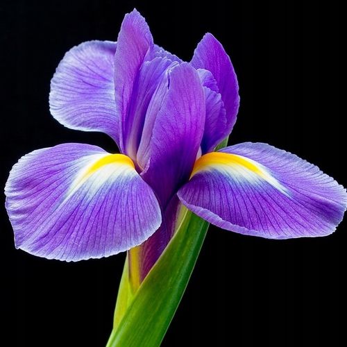 YODEYMA CELEBRITY WOMAN 50 ML na Arena.pl