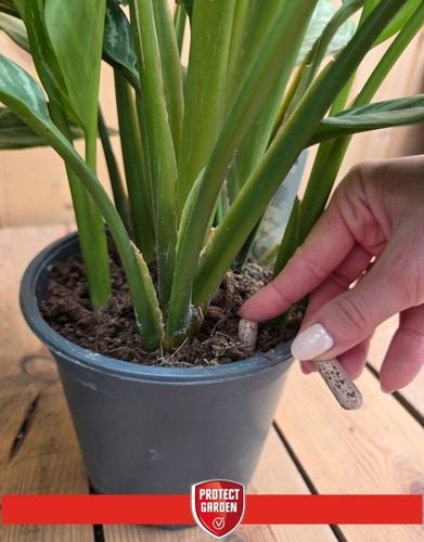 SANIUM PIN 2w1 Pałeczki Owadobójcze + Nawozowe na Ziemiórki MEGAPAKA na Arena.pl